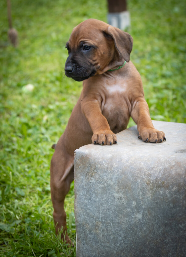 CUCCILO MASCHIO DI RHODESIAN