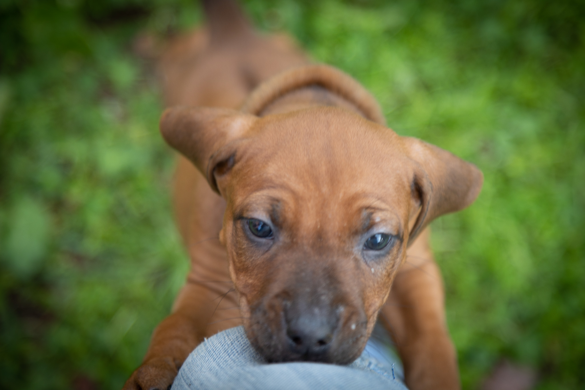 Cucciolo di rhodesian