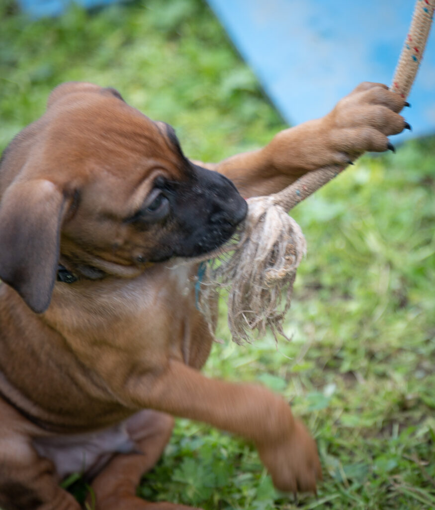 CUCCIOLO DI RHODESIAN CHE GIOCA