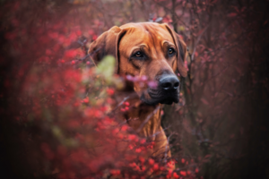 Maremma-Wild-Ridgeback9